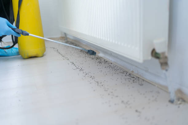 Best Termite Control Services  in Fort Salonga, NY